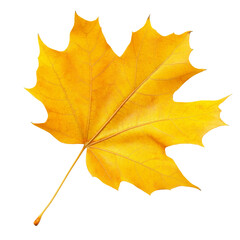 Wall Mural - Yellow maple leaf on white background isolated transparent