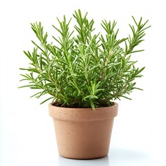 Wall Mural - A potted rosemary plant with green leaves against a white background.