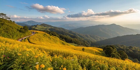  Stunning Yellow Field on Mountain Top at Monjong, Chiang Mai - Captivating Landscape Photography