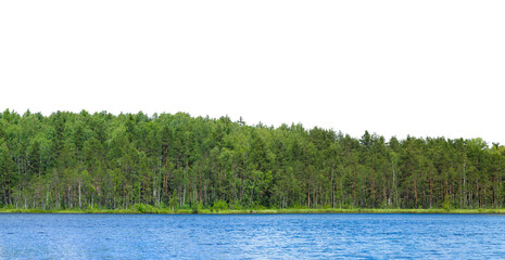 Wall Mural - lush green forest on the horizon is isolated. the edge of a forest with deciduous and coniferous tre
