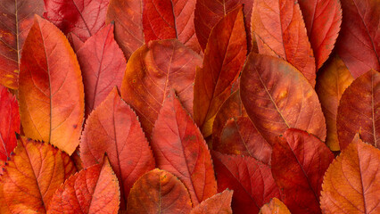 Wall Mural - fallen autumn leaves background made of fallen red yellow autumn leaves