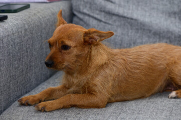 Wall Mural - A curious brown dog lounging comfortably on a cozy couch in a serene living room setting