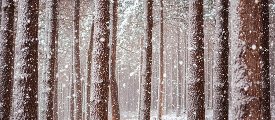 Aufkleber - A Closeup Shot Of Trees In The Forest Covered In Snow In Winter