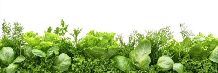 Poster - Vibrant lettuce, dill, and basil are freshly harvested, showcasing their lush green colors against a pristine background. Generative AI