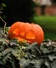 pumpkin in the garden