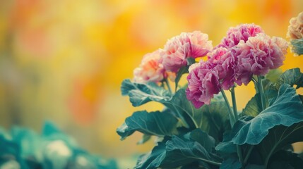 Poster - Soft pink flowers bloom on cabbage plants, contrasting beautifully with the greenery and warm colors of the garden in spring. Generative AI