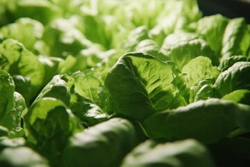 Poster - Fresh lettuce, rich dill, and fragrant basil thrive under the warm morning sun in a well-maintained garden, showcasing nature's bounty. Generative AI