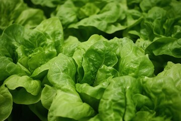 Poster - Fresh lettuce, dill, and basil are beautifully arranged, showcasing their vibrant green colors, at a bustling summer farmer's market. Generative AI