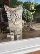 © Mal de Ojo Studio/Stocksy - Curious Cat Through Window Glass