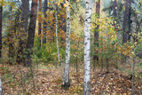 Autumn in forest, birch and pine trees