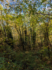 Sticker - autumn forest in the morning