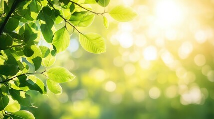 Poster - Bright green leaves above with sunlight filtering through, creating a serene, natural canopy