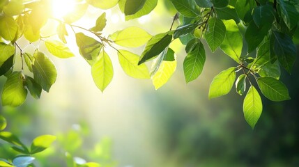 Poster - Bright green leaves above with sunlight filtering through, creating a serene, natural canopy