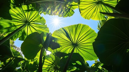 Poster - Sunlight breaking through vibrant green leaves above, forming a natural canopy against a blue sky