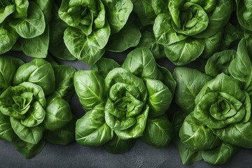 Poster - A vibrant display of fresh lettuce, dill, and basil showcases their lush green textures on a countertop, highlighting their freshness. Generative AI
