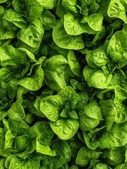 Poster - A vibrant array of fresh lettuce, dill, and basil showcases bright greens, emphasizing the freshness and quality of local produce. Generative AI