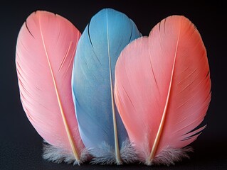 Poster - Close-up of Three Vibrant Bird Feathers in Pink and Blue Hues