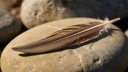 Poster - A delicate feather resting on smooth stones, showcasing natural textures and earthy hues in a tranquil setting.