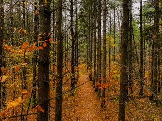 autumn in the forest