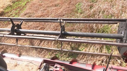 Wall Mural - Ripe yellow ears of wheat. Harvester mower close-up. Close up of cab and cutter bar of combine harvester mowing wheat field
