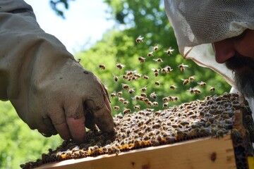 A beekeeper demonstrating how to inspect a hive for mites and diseases, with bees flying in the background.