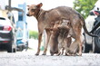 © Chandru - Indian street dog feeding puppies low angle shot