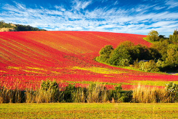 Wall Mural - Fields of blooming red clover