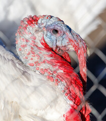 Wall Mural - A turkey with a red beak and white feathers