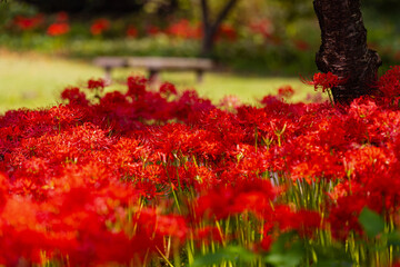 奥久慈茶の里公園　彼岸花風景