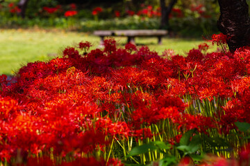 奥久慈茶の里公園　彼岸花風景