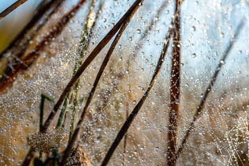 macro photo with wonderful spider webs, close-up view, delicate nature formation