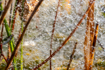 macro photo with wonderful spider webs, close-up view, delicate nature formation