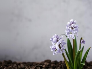 Fresh early spring hyacinth bulb on a neutral grey background, season, nature, bulb