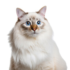  Cat - Looking Curiously, Funny, Scared - Sitting or Standing on White Background / Transparent - White with Brown Cat and Blue Eyes - Beautiful and Cute Cat Breed - Siamese, Birman, Ragdoll, Balinese