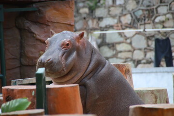 hippopotamus in zoo