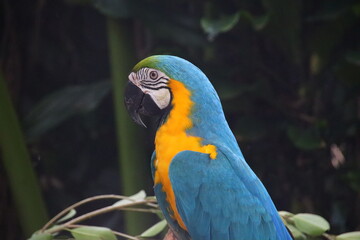 Wall Mural - blue and yellow macaw