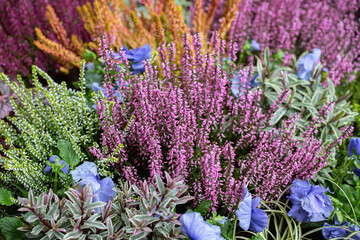 Wall Mural - mix of different heather variations (genus erica) and other greenery as ornamental plants.