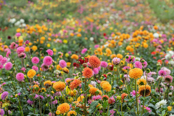 Wall Mural - mix of dahlia flowers in rainbow colors in a field for cut flowers.