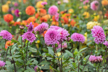 Wall Mural - group of light-purple dahlias in a flower plantation. copyspace. rainbow color shades.