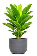 Indoor potted tree plant isolated on white background