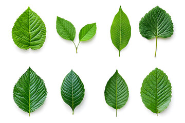 Set of Green leaves, isolated on white background