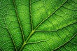 © Hugnaka - leaf texture background with veins and cells macro photography of lush green surface aerial view