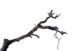 © Ali - Branch of dead tree dry dead tree isolated on blank background  high resolution great details vibrant