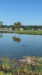 Crocodile In The Pond By A Golf Course