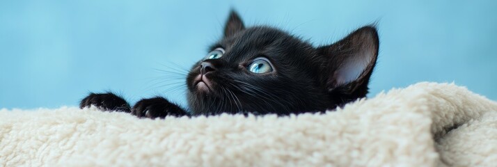 Close-up of a small black kitten lying on a soft blanket, with bright, alert eyes, looking upwards against a soft blue background