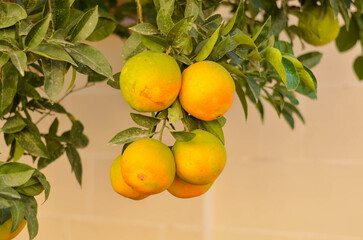  Sunlit Orchard with Ripe Oranges on the Tree