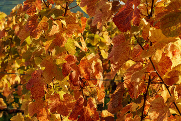 Vineyards at autumn in Balaton uplands