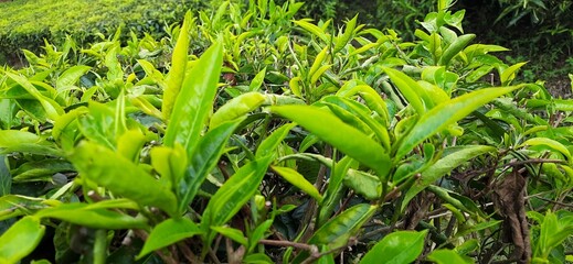 Beautiful view tea garden on the mountains Indonesia Fresh green tea bud and leaves background