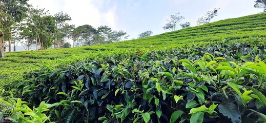 Beautiful view tea garden on the mountains Indonesia Fresh green tea bud and leaves background