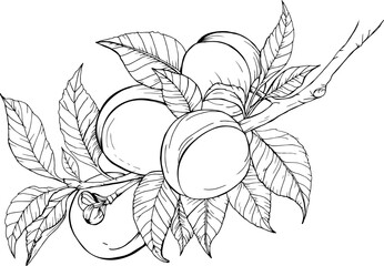 vector hand drawn illustration of peaches with leaves on a branch for coloring pages and other thing